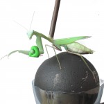 Mantis on ball